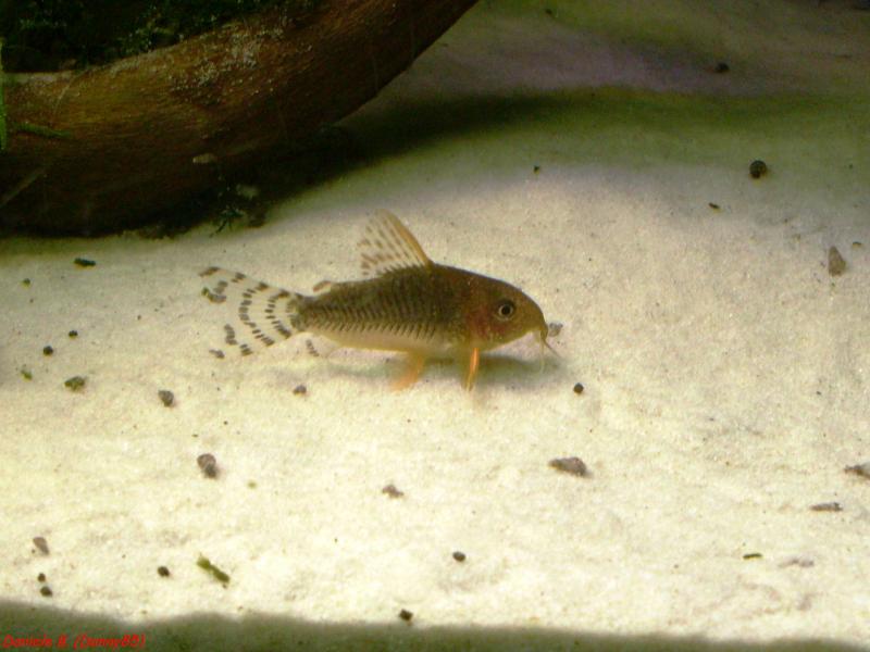 Corydoras gossey 2