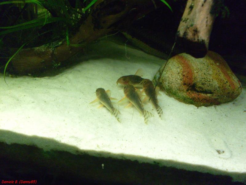 Corydoras gossey 3