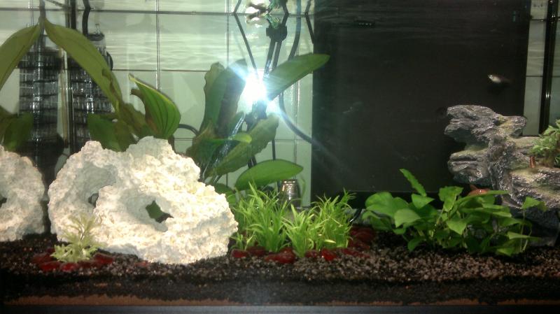 acquario