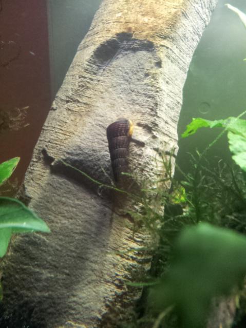 Tylomelania Yellow