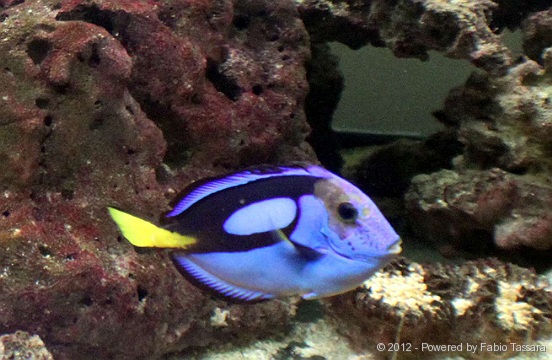 Paracanthurus hepatus