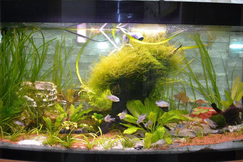 ACQUARIO