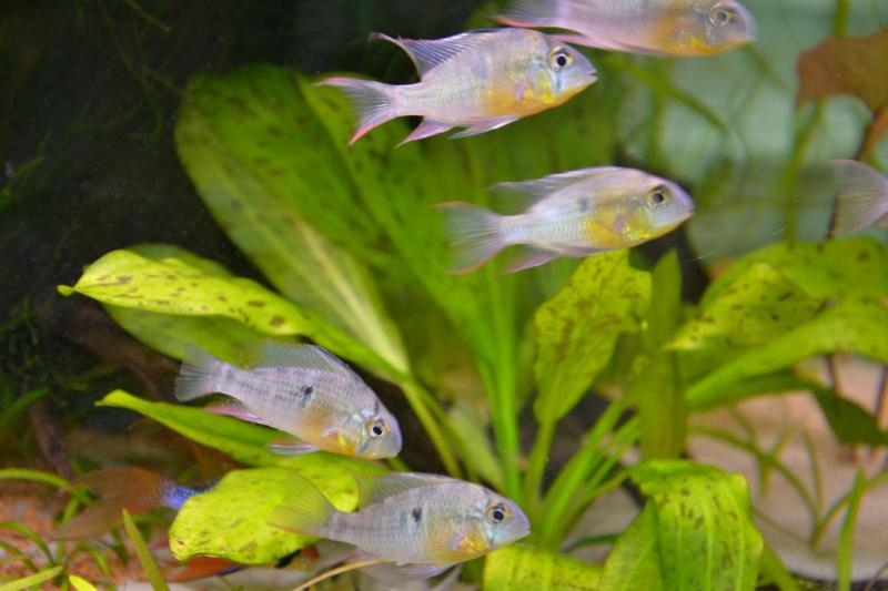 ALTISPINOSA