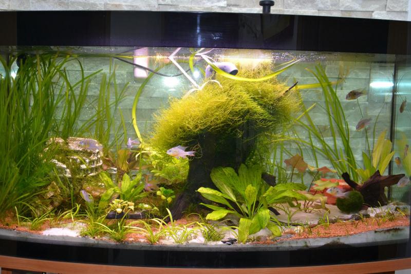 MY ACQUARIO
