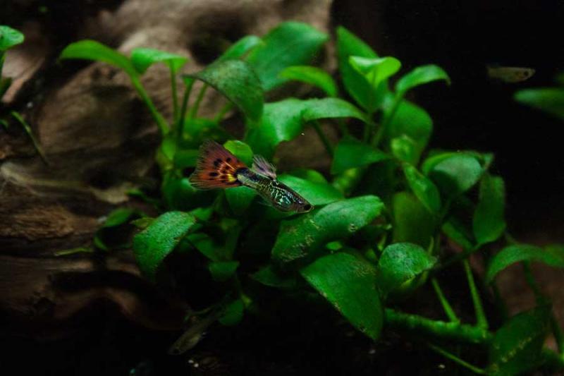 guppy01
