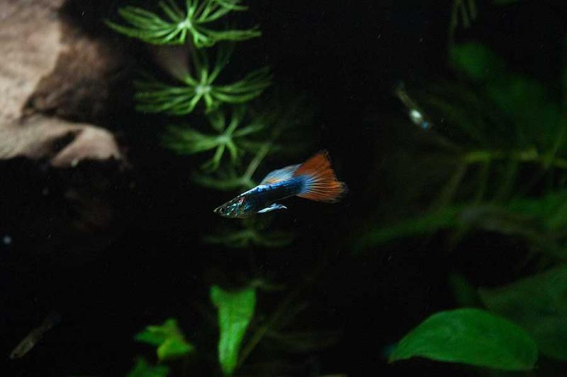 guppy02