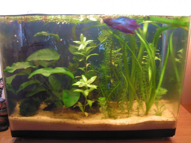 primo acquario per il betta