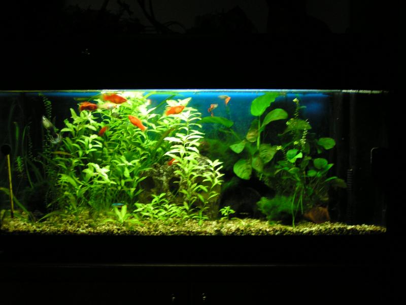 la foto pi recente del mio acquario n. 1