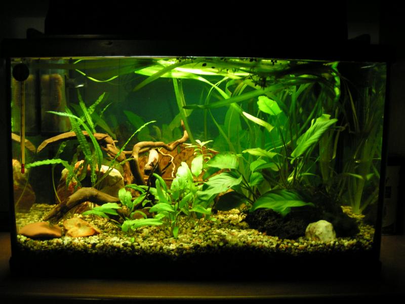 definitivo acquario per il betta