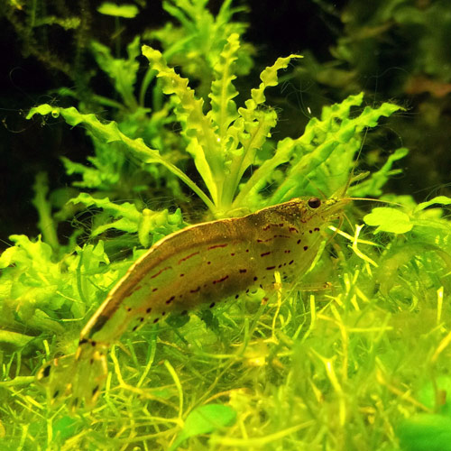 Caridina Japonica con uova