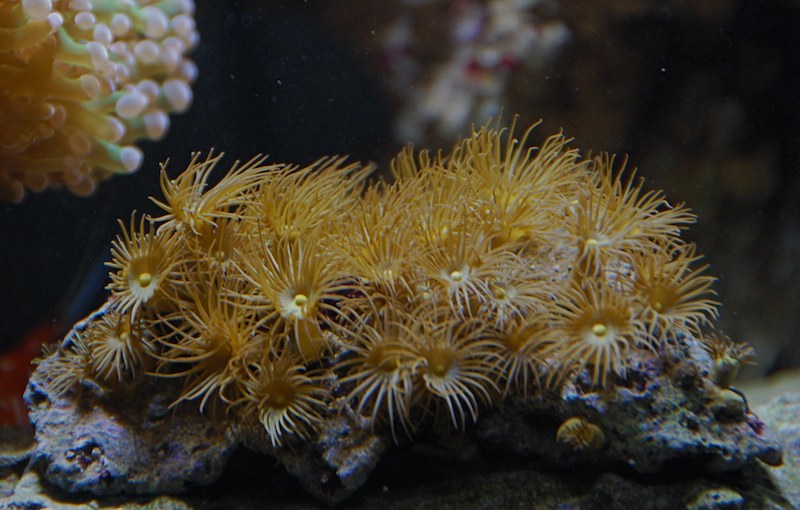 Protopalythoa verde