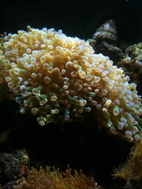 Euphyllia