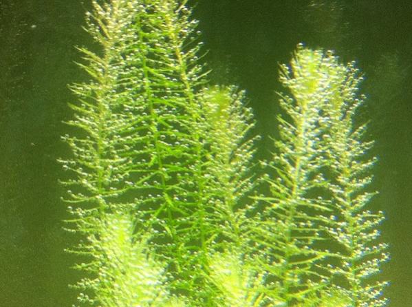 pearling mayaca