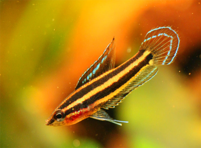 Maschio di Parosphromenus