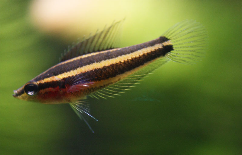 Parosphromenus femmmina