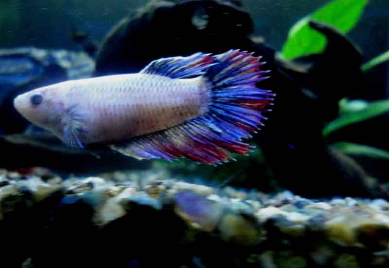 Betta femmina - Snow