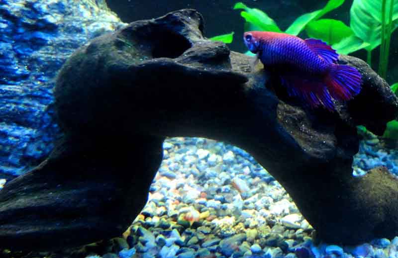 Betta Femmina - Clara