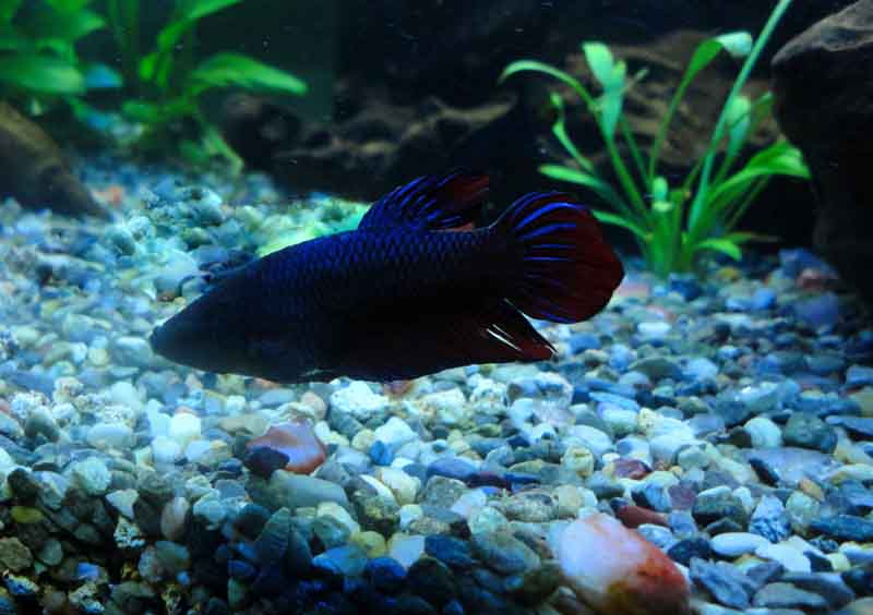 Betta Femmina (?) o plakat maschio??? - Vox