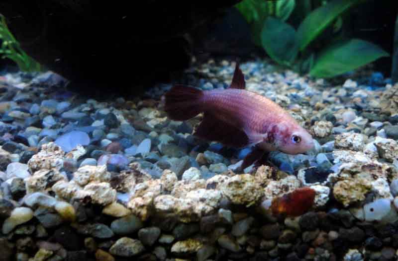 Betta Femmina - Cherry