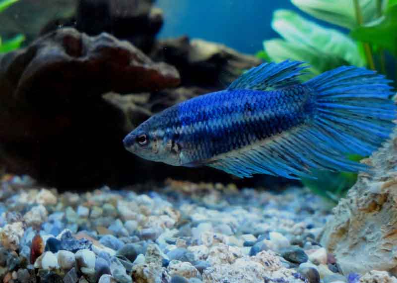Betta Femmina - Fender