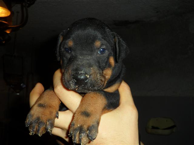 SAM 2913 (Small)
