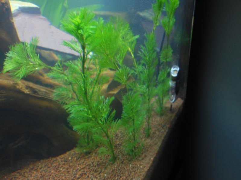 cabomba con diffusore CO2 Askoll