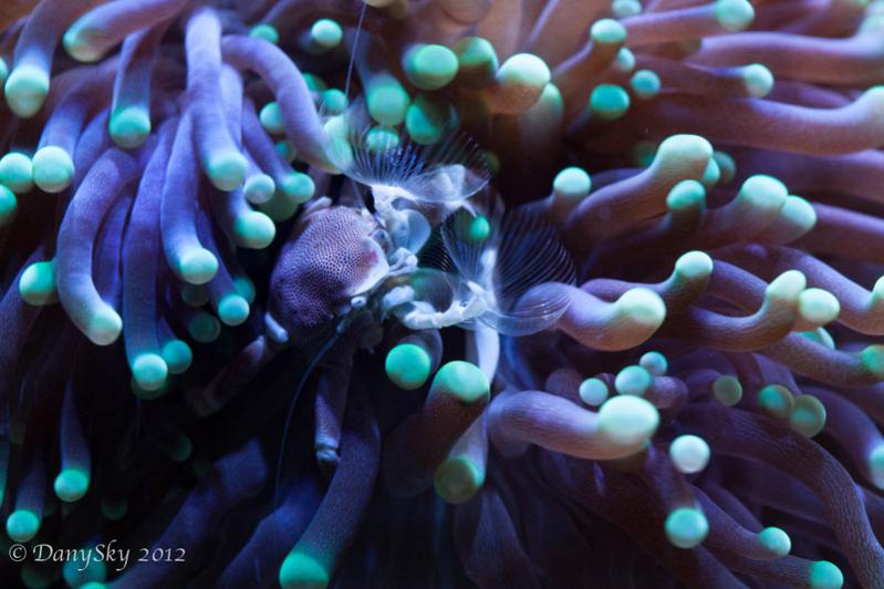 DanySkyReef2012