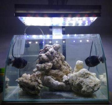 il mio acquario (640x480)