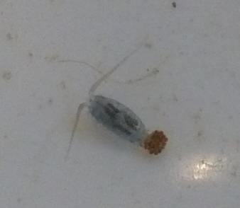 Copepode gigante