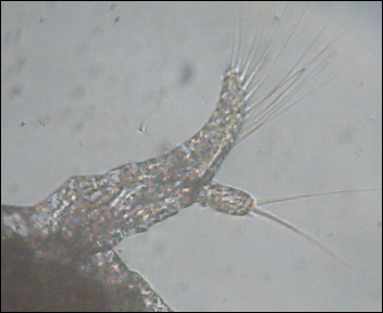 Naupli di artemia particolare pinna