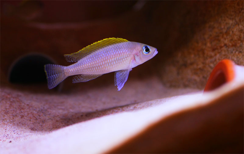 N. caudopunctatus maschio a guardia della tana