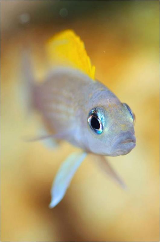 Neolamprologus caudopunctatus femmina beta