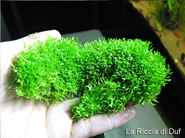 newricciancora2