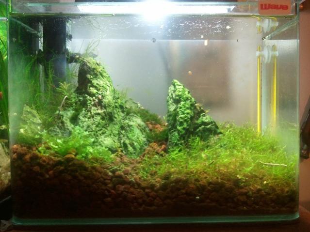nano per red cherry