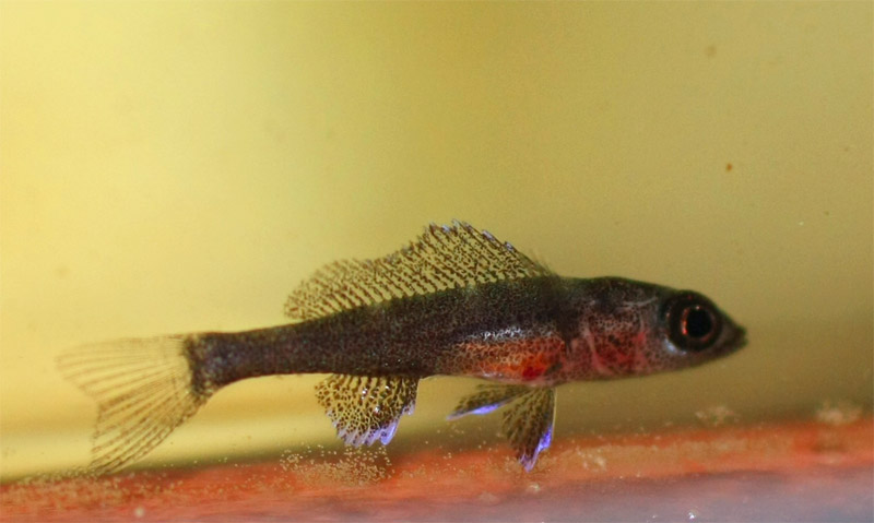 P. nigripinnis avannotto