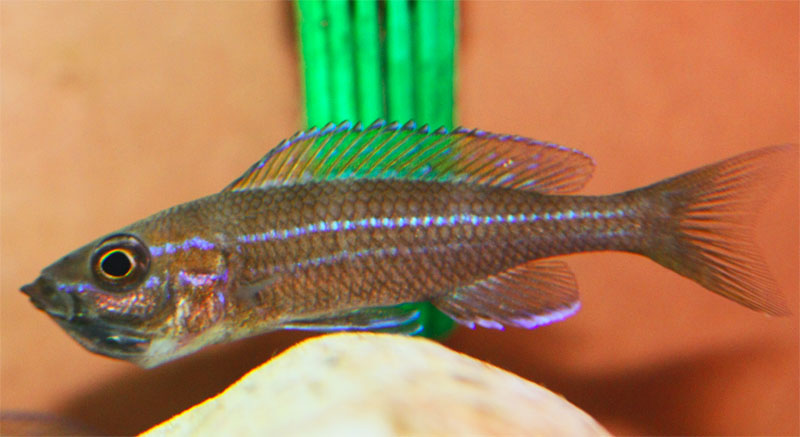 P. nigripinnis femmina con avannotti