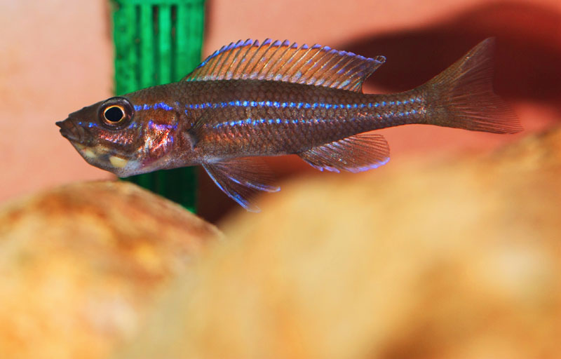 P. nigripinnis femmina con le uova