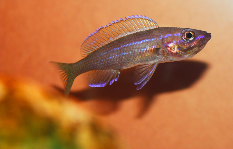 P. nigripinnis femmina con uova