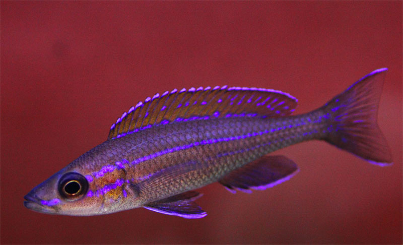 P. nigripinnis maschio2