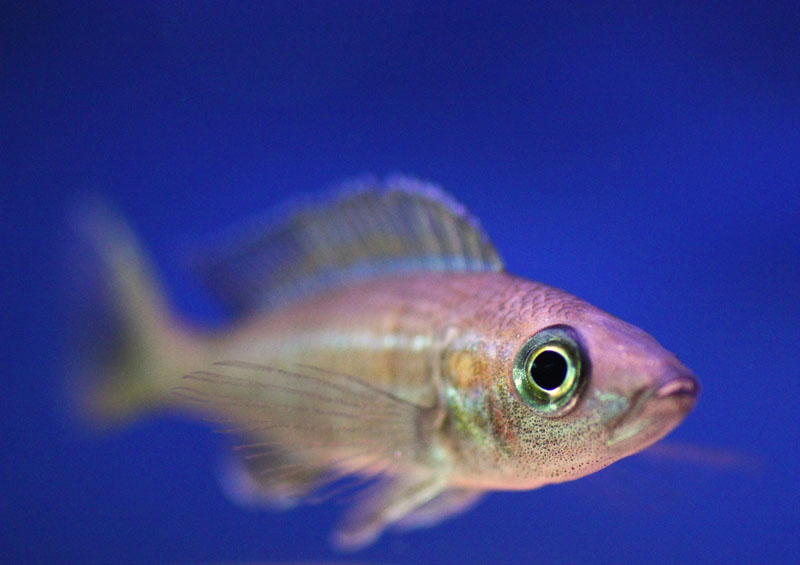 P. nigripinnis femmina macro