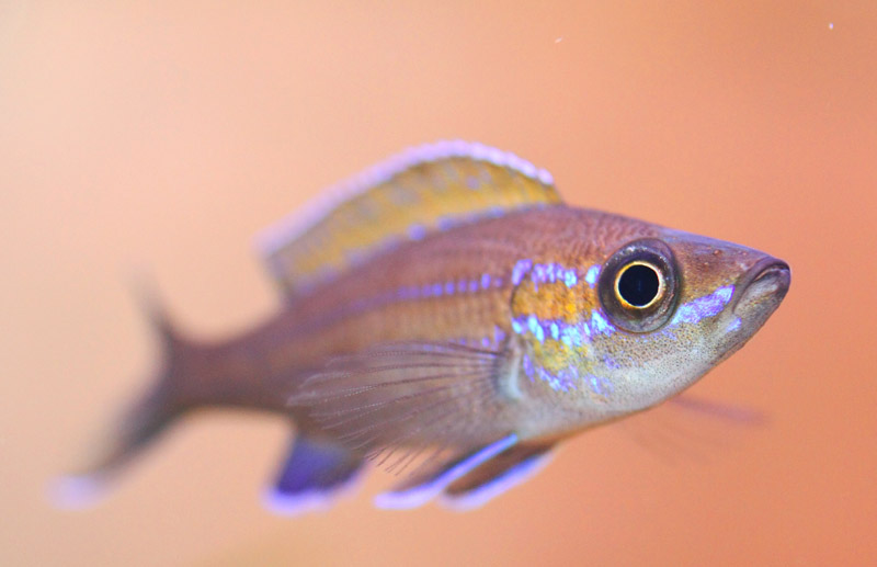 P. nigripinnis maschio macro