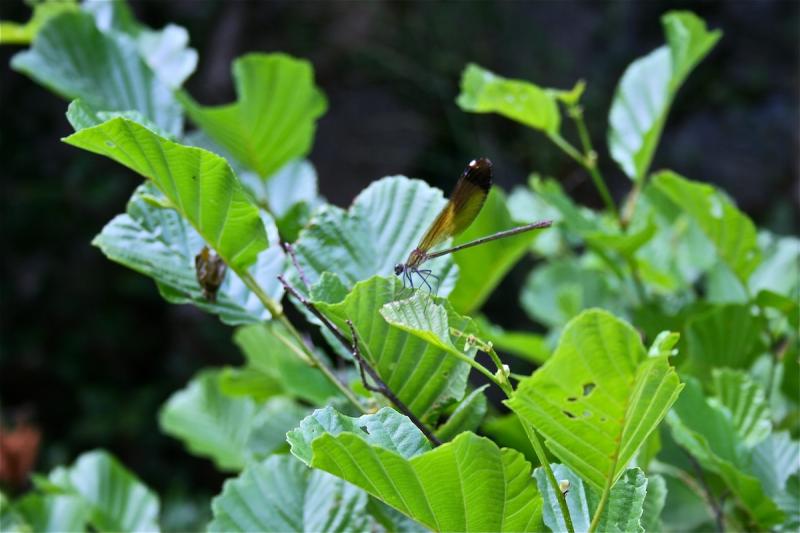 libellula