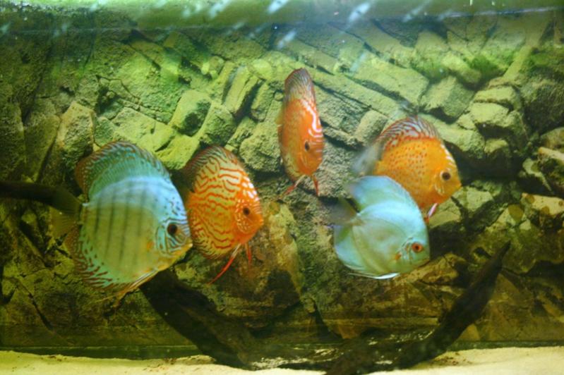 i miei ex discus 1