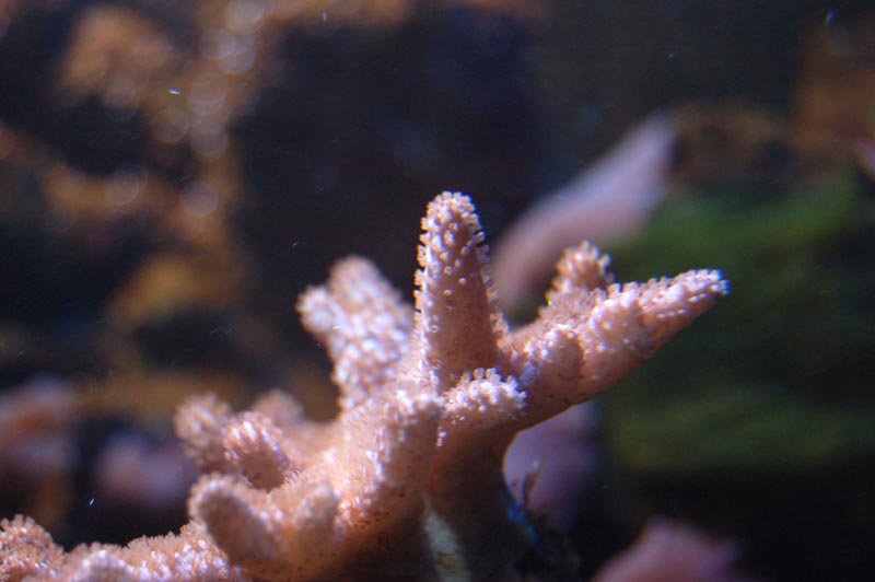 Lobophyton