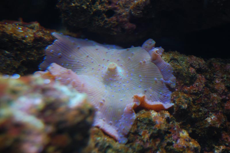 Discosoma