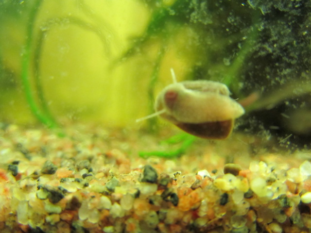neritina piccola