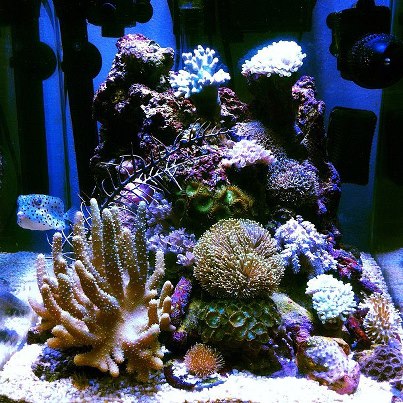 il mio nano reef
