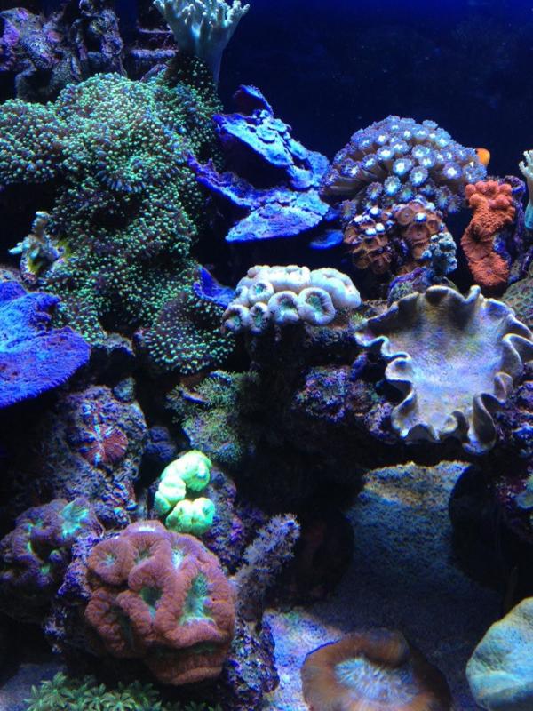 angolo di acquario