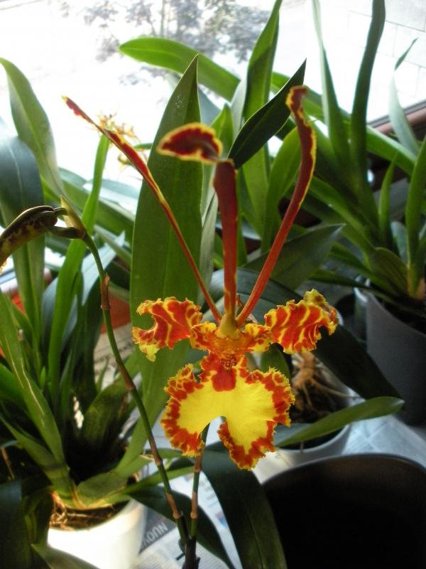 PSYCHOPSIS MARIPOSA