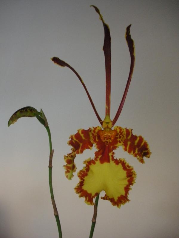 PSYCHOPSIS   MARIPOSA